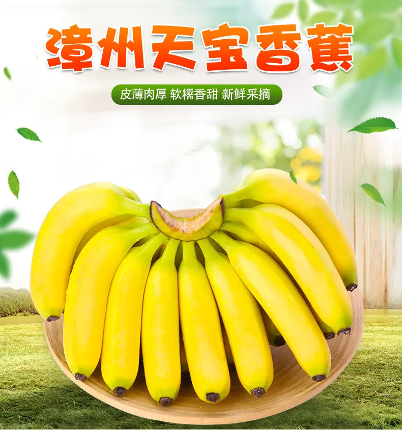 福建天宝香蕉 代发3/5/9斤一级大果香甜软糯当季鲜果整箱新鲜水果详情图1