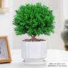 Evergreen Interior Balcón Patio Escarcha Plantas En Maceta Son Fáciles de Mantener y Viven en Escritorio Bonsái Verde Plantas Verdes Pinos