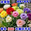 E-commerce Dropshipping de Sementes de Lisianthus para Uso Interno e Externo em Todas as Estações, Sementes de Flores em Vaso Fáceis de Cultivar para Floração Externa