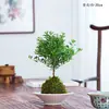 Nueva planta en maceta combinada estilo chino de jade musgo con cuentas de arroz y árbol del dinero, adecuada para mesa de interior, sala de té, oficina, fácil de cuidar y mantener.