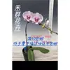 Plántulas de Orquídea Phalaenopsis Hequn Plántulas de 1.7 pulgadas Base de Plántula para Práctica Paquete de Entrega Directa Versión de Emparejamiento