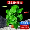Plantas de aquário, grama real para aquascaping, conjunto completo ecológico de decorações, criação de peixes, oxigenação, substrato, plantas verdes hidropônicas que gostam de sombra, disponíveis para entrega