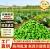 Verduras Congeladas Suministradas Directamente de la Fábrica de Origen, Variedad de Nueva Zelanda, Verde Fresco, Vainas de Chícharo Verdes y Gorditas