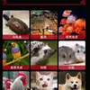 Tenébrios Vivos para Papagaios, Tartarugas, Escorpiões, Hamsters e Estorninhos; Ração de Tenébrio Vivo com Frete Grátis