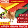 Saco de Malha para Aves 65*85, Saco de Malha Especial para Frangos, Patos e Gansos, Saco de Malha para Pombos, Saco de Malha para Aves Vivas, Saco de Malha para Vegetais
