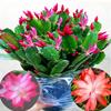 Planta Vaso Orquídea Garra de Caranguejo com Botões e Vasos, Mudas de Flores Multicoloridas, Plantas Verdes, Plantas de Interior com Floração nas Quatro Estações, Orquídeas Garra de Caranguejo Fáceis de Cultivar