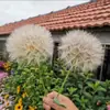 180 Variedades de Sementes de Flores Não Repetitivas, Fáceis de Cultivar em Todas as Estações, Podem Afastar Mosquitos, Adequadas para Varandas Internas e Externas, Distribuição Transfronteiriça