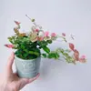 [Piedra Colgante de Flores y Hojas] Plantas Verdes Trepadoras Coloridas, Plantas de Flores en Maceta de Escritorio en la Oficina, Fáciles de Cultivar, Resistentes al Calor y al Frío