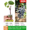 Plántulas de Vid Rosa Sunshine, Plantas en Maceta, Empaquetadas con Tierra, Plántulas de Árbol Frutal Adecuadas para Plantar Tanto en Regiones del Norte como del Sur, Plántulas de Vid que Dan Fruto el Mismo Año