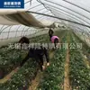 Tubos Galvanizados para Estufa Agrícola, Tubos de Arco Único, Estrutura para Estufa de Vários Vãos, Filme de Isolamento Multicamadas para Estufas de Vários Vãos