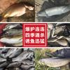 Señuelo de pesca con mango loco Gu Dao Xiang, para carpas medicinales, carpas herbívoras, carpas negras
