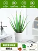 Ciudad sin Noche Planta de Aloe Vera en Maceta Planta Verde Purificadora de Aire de Interior Suculenta para Escritorio de Oficina Flor de Cuatro Estaciones Cactus Plántula de Aloe Vera