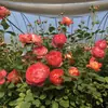 Plántulas de Flores de Rosa de una Pieza para Envío Directo, Enredaderas que Florecen Todo el Año, Rosas Trepadoras de Jardín, Plantas Trepadoras de Pared con Flores Grandes, Flores
