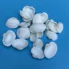 Conchas Naturales, Caracolas y Conchas de Abulón Son Suministradas por Fabricantes Mayoristas por Libra para que Niños y Estudiantes Hagan Materias Primas de Conchas para Manualidades