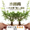 Paisajismo de pecera de mirto de agua hidropónico interior plantas acuáticas verdes tanque de agua y tierra plantas verdes ecología original pila vieja perezoso