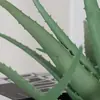 Manojo de Aloe Vera Artificial, Planta Suculenta Falsa Realista, Accesorio para Pared de Plantas Verdes, Decoración de Ventana de Exhibición para el Hogar, Planta Verde Artificial