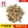 Wubizi 1000 Gramas de Medicina Chinesa Huamei, Atacado de Materiais Medicinais Chineses, Fornecimento Imediato, Wubizi, Grande Quantidade, Tratamento Preferencial