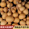 Precio Barato Venta al por Mayor de Fábrica Calabaza Cruda Natural con Imperfecciones, Calabaza Pequeña Hecha a Mano para Manualidades