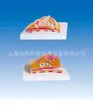 乳房检查模型病理模型