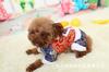 Ropa Nueva para Perros Ropa Tang con Forro de Felpa Engrosada Ropa Tang para Mascotas de Cuatro Patas Ropa Festiva de Año Nuevo para Mascotas