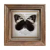 Marco de Fotos con Foto de Mariposa Real Pintura Decorativa Estilo Europeo Marco de Fotos Vintage Decoración de Mesa Adorno para Muebles Regalo de Cumpleaños Presente
