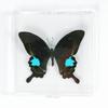 Adorno de mariposa real, alas de mariposa real, regalo de cumpleaños creativo para estudiantes, caja transparente