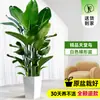 Ave-do-Paraíso Planta Verde em Vaso Planta Grande de Interior para Sala de Estar de Chão Árvore Real Planta de Escritório Dalu Flor Strelitzia Reginae