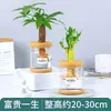 Plantas Hidropónicas Favoritas de los Agricultores Bonsái de Escritorio Plantas Verdes Planta Roja de la Suerte Plantas Pequeñas en Maceta Escritorio de Oficina Plantas Verdes Pequeñas Fáciles de Cuidar