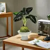Lírio-do-calla Planta Verde Pequena para Mesa de Escritório Planta em Vaso para Interior Jardim de Infância Celebridade da Internet Calathea Estação de Trabalho Planta Fácil de Cuidar