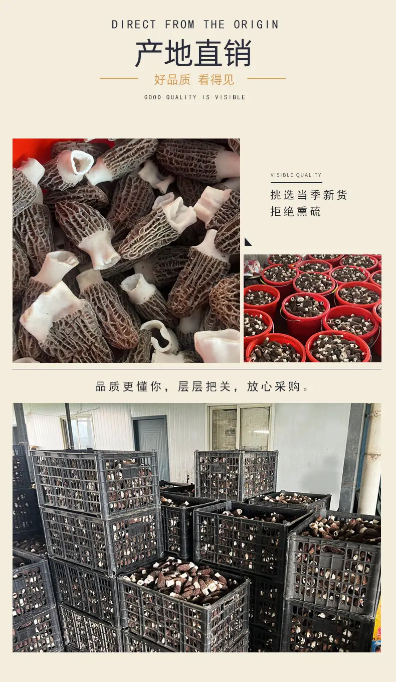 羊肚菌详情_02.jpg