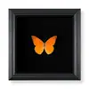 Marco de Fotos con Foto de Espécimen de Mariposa Real, Marco de Fotos de Madera, Regalo Educativo de Ciencia DIY, Regalo de Cumpleaños Graduación, Espécimen de Insecto