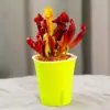 Planta-armadilha, Nepenthes, Planta Carnívora, Planta Repelente de Mosquitos, Planta Armadilha de Mosquitos, Planta Super Grande Capturadora de Insetos, Planta Divertida em Vaso