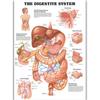 Poster de Anatomia de Órgãos Humanos Mais Vendido Transfronteiriço Versão em Inglês Esqueleto Músculo Pintura em Tela Educação Médica Essencial Pintura Decorativa Atacado