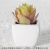 Suculentas Simuladas Personalizadas Cerámica Bonsái Plantas Verdes Escandinavas Adornos Hogar Interior Sala de Estar Flores Falsas Suculentas Plantas en Maceta