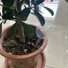 Bola de Rega Transfronteiriça Bola de Plástico Esférica de Rega Automática Preguiçosa Dispositivo de Rega para Plantas de Jardim Flores