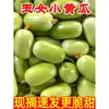 Pepinos Frescos, Pepinos de Jade, Pepinos Fruta, Pepinos Pequeños, Pepinos Pulgar, Pepinos Crudos, Pepinos Verdes, Verduras de Jade Blanco del Noreste, China
