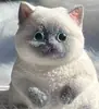 Gato Popular Pequeno de Levantar a Pata Transfronteiriço Brinquedo de Apertar para Alívio do Estresse, Gatinho Realista Brinquedo de Desabafo, Gato Fofo de Apertar para Animais de Estimação