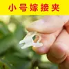 Clips Pequeños de Injerto para Jardinería Flores, Plántulas, Plantas, Verduras, Frutas, Tomates, Clips de Plástico para Invernadero, Material Nuevo, Antienvejecimiento