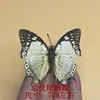 Venta Directa al Por Mayor de Fábrica de Especímenes Reales de Mariposas con Alas Extendidas, Diversos Insectos y Escarabajos, Accesorios para Fotos, Educación Científica, Especímenes Naturales