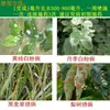 Guoguang 15% Triadazone Triadazone Trigo Rosa Planta Verde Árvore Frutífera Mancha Negra Especial Fungicida para Oídio