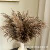 Fábrica de decoração de flores secas de junco Puxi pequena Luchai atacado estilo nórdico flor eterna Puxi transfronteiriço Amazon