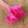 Cola de conejo, hierba, flor seca, flor real, flor eterna, ramo de flores secas estrelladas, venta al por mayor, decoración del hogar, arreglo floral, accesorios de fotografía