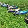 Barco para colheita de castanha d'água, bacia para colheita de castanha d'água, plástico especial para produtos aquáticos, aquicultura, pontiagudo nas duas extremidades, lua