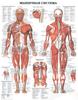 Gráfico de Anatomía de la Estructura Humana Póster Popular Pintura Decorativa Póster Retro de Piel de Vaca Impresión Pintura Decorativa para el Hogar Núcleo