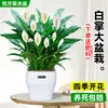 Maceta Grande de Planta de Palma Blanca de una Pieza para Dropshipping, un Símbolo de Buena Fortuna, Planta en Maceta con Flores, Planta Hidropónica, Planta con Flores, Planta Verde para Interior de Oficina