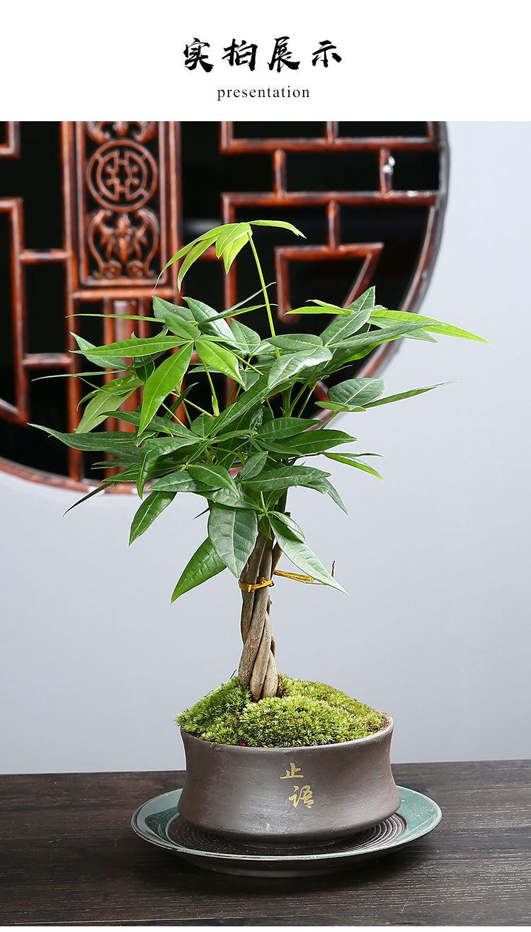 绿植花盆_05