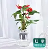 Plantas Verdes Hidropónicas Rábano Verde Gardenia Árbol del Dinero Hiedra Espárragos Bambú Pequeñas Plantas Verdes de Interior Plantas de Maceta Perennes para Todas las Estaciones