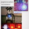 Novo Pingente Luminoso LED para Pet Joia Sino de Cachorro/Viagem Luminoso Anti-Perda Flash Viagem Noturna