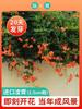 Dropshipping Plantas de Semillero de Tigre Trepador de Pared Hiedra Trepadora sin Hojas Plantas Jóvenes Semillas Todo el Año Enredaderas Trepadoras de Patio