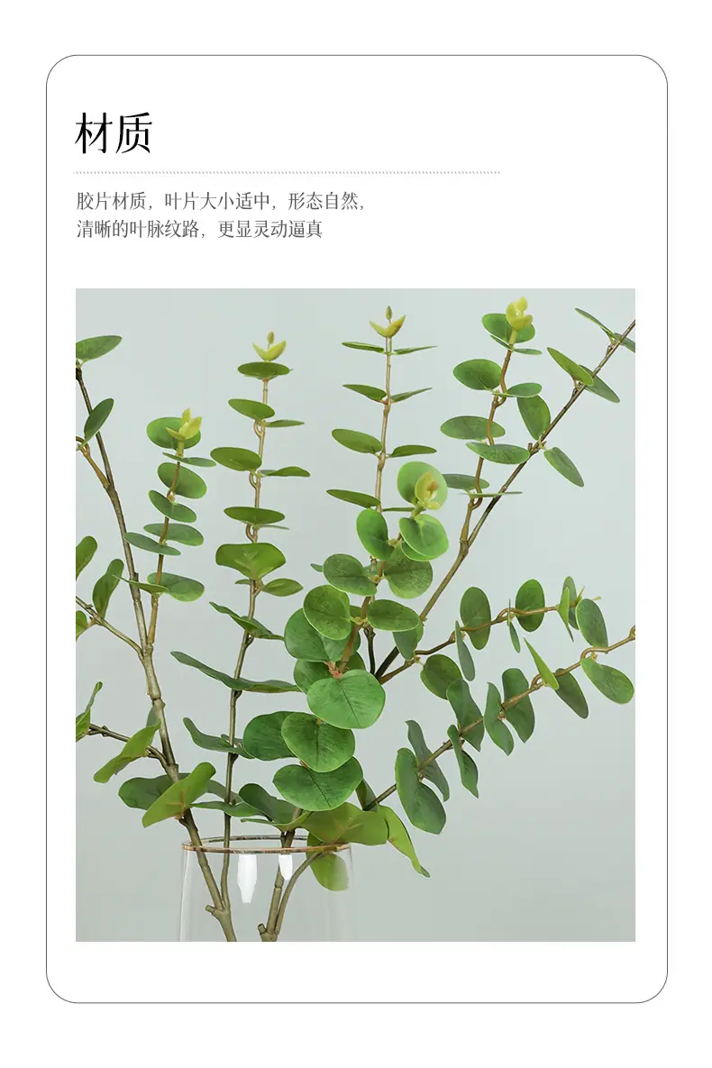 咏春尤加利_02.jpg
